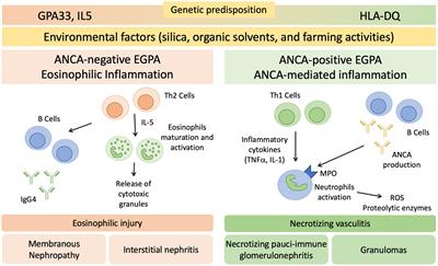 Frontiers Renal Involvement In Eosinophilic Granulomatosis With